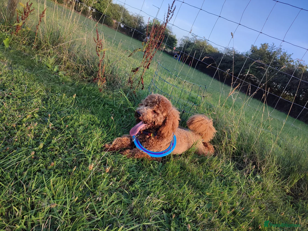 Miniature Poodle dogs for stud: Stunning health tested KC Red Miniature Poodle in Cannock - Advert 10