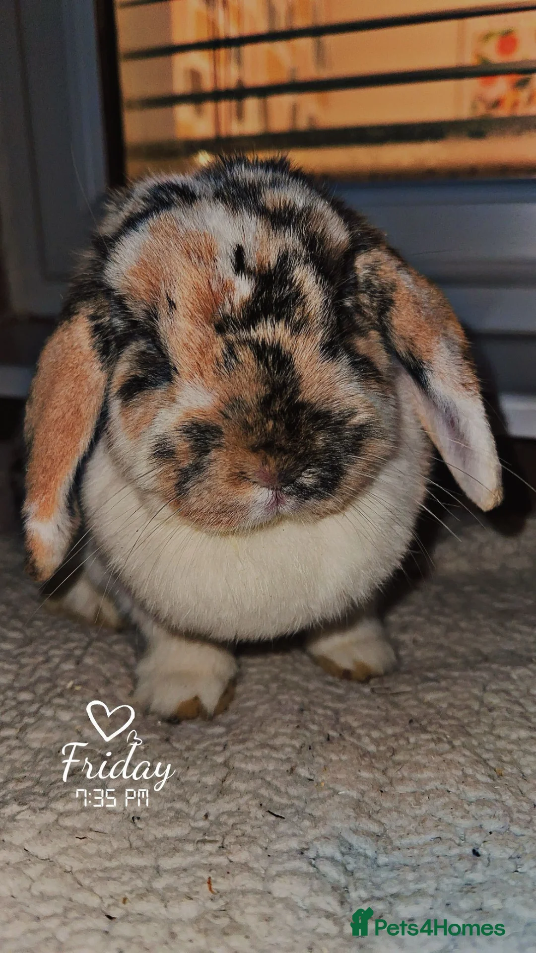 Mini Lop rabbits for sale: Mini lop doe  - Advert 3