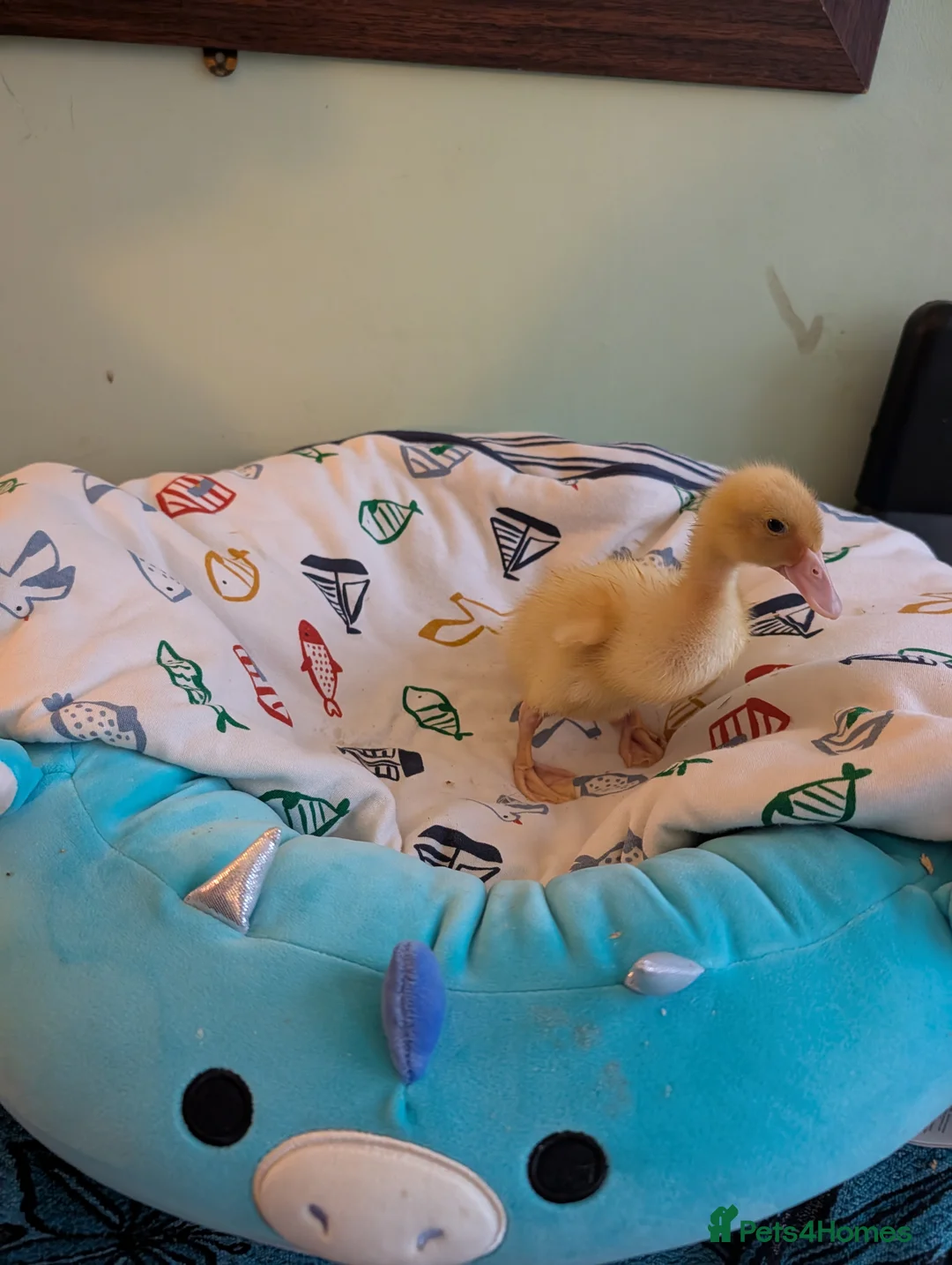 Ducks poultry for sale: Beautiful hatch of Runner Ducklings  - Advert 8