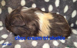 Guinea Pig rodents for sale: Baby sheltie and texel Guinea pig boys in Saltburn-by-the-Sea - Image 7