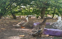 Geese poultry for sale: Embden Geese  - Image 6