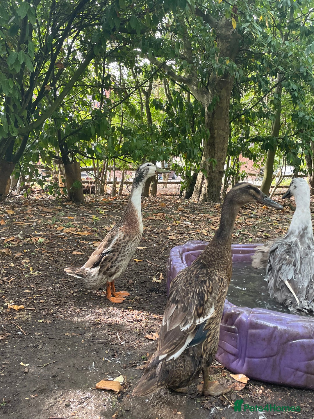 Geese poultry for sale: Embden Geese  - Image 6
