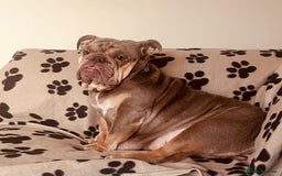 English Bulldog dogs for sale: English Bulldogs  - Image 10