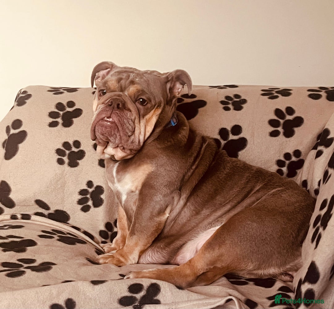 English Bulldog dogs for sale: English Bulldogs  - Image 10