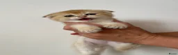 Scottish Fold cats for sale: LOVELY PUREBRED SCOTTISH FOLD GOLDEN KITTENS  - Advert 6