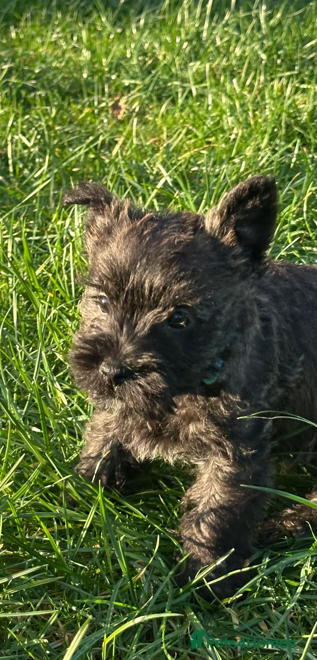 Cairn Terrier dogs for sale: Quality Beautiful KC Reg Cairn Terrier Puppies.  - Advert 23