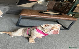 English Bulldog dogs for sale: Millie moo  - Image 1