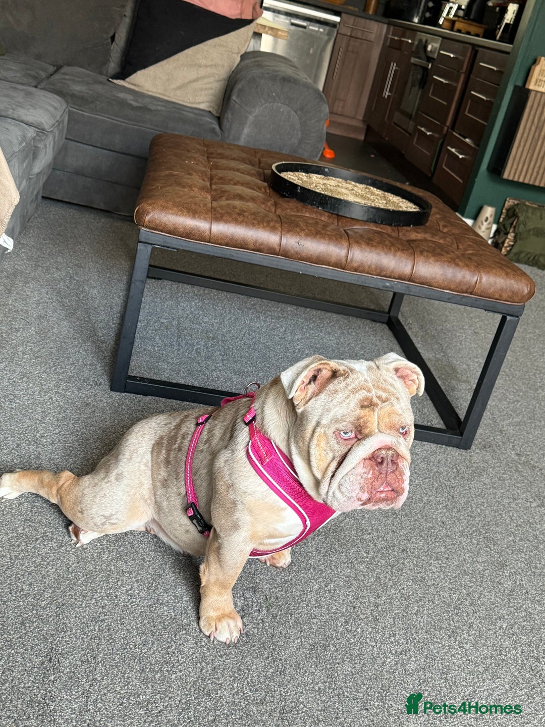 English Bulldog dogs for sale: Millie moo  - Image 1