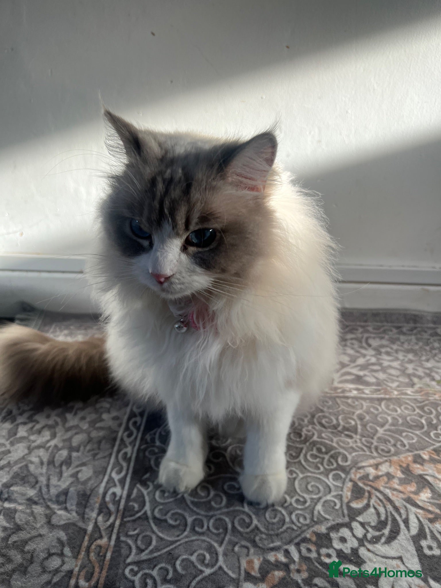 Ragdoll cats Female ragdoll  - Advert 6