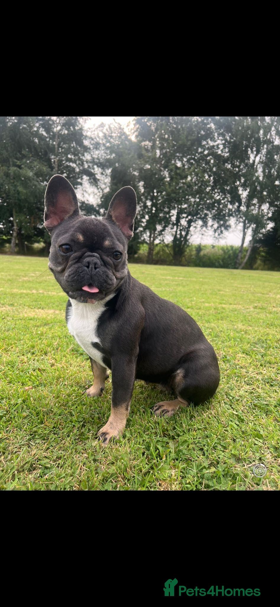 Mixed Breed dogs Beautiful pups  - Advert 1