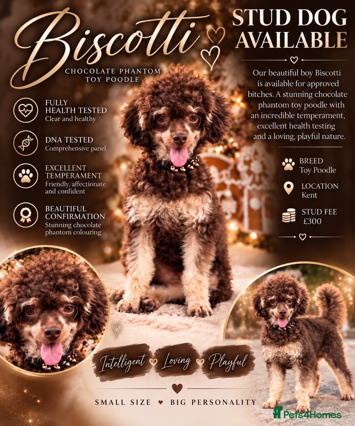 Toy Poodle dogs Chocolate Phantom Toy Poodle For Stud  - Advert 8