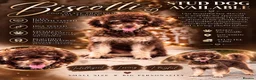 Toy Poodle dogs for stud: Chocolate Phantom Toy Poodle For Stud  - Advert 1
