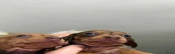 Dachshund dogs for sale: Dachshund Puppies - Advert 3