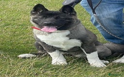 Akita dogs for sale:  American/ Japanese Akitas - Advert 1