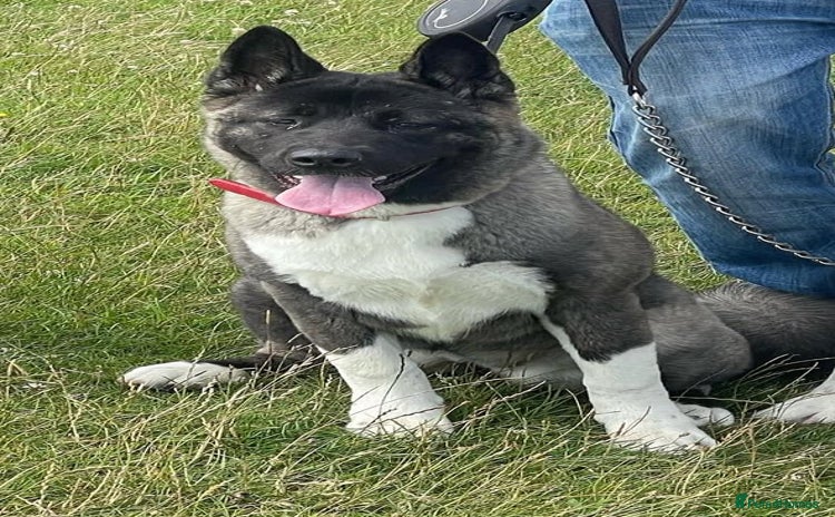 Akita dogs  American/ Japanese Akitas - Advert 1