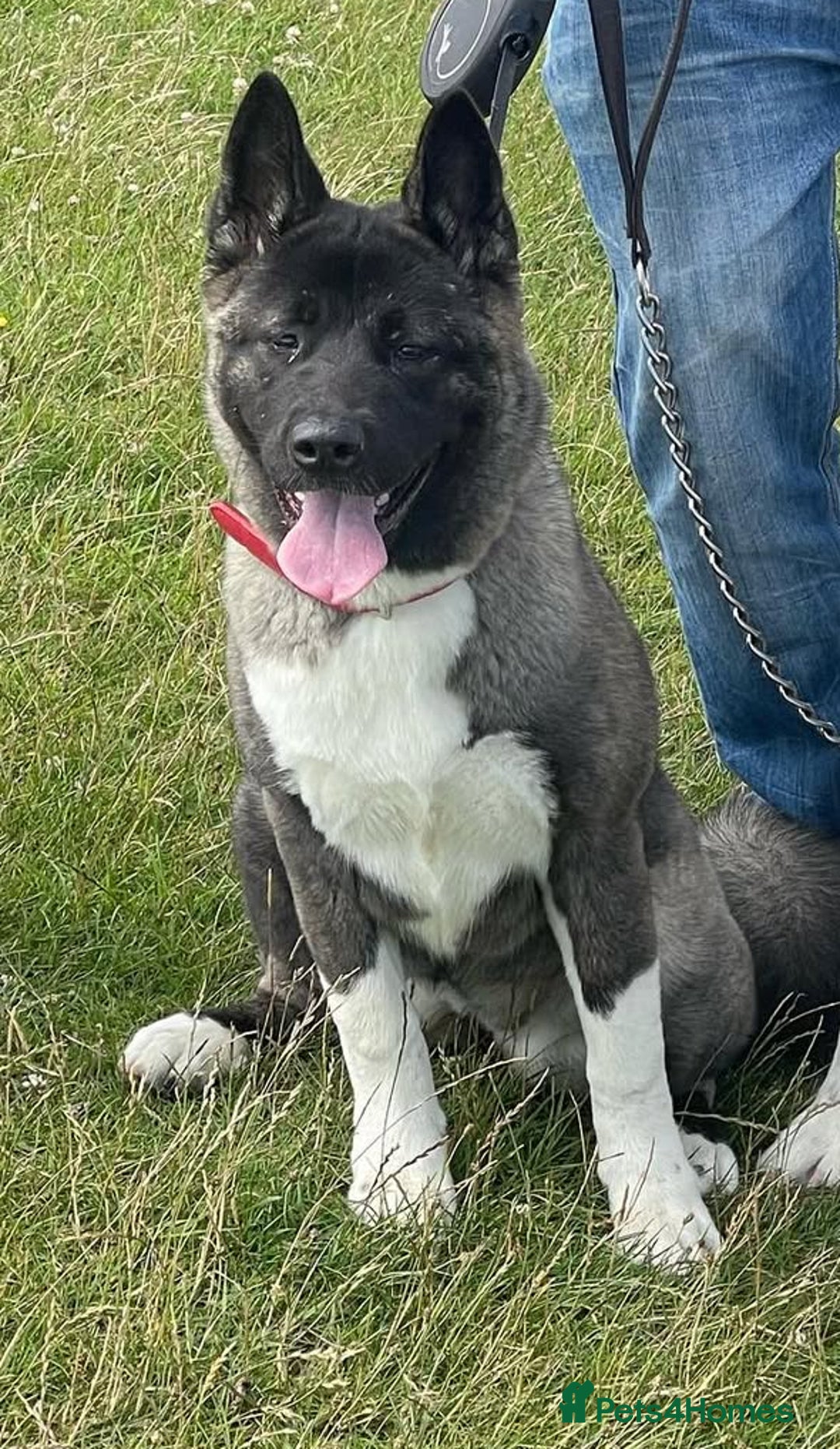 Akita dogs for sale:  American/ Japanese Akitas - Advert 1