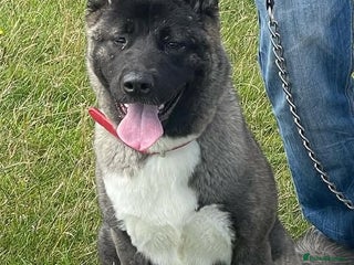 Akita dogs for sale: American/ Japanese Akitas - Advert 1