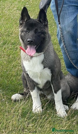 Akita dogs American/ Japanese Akitas - Advert 1