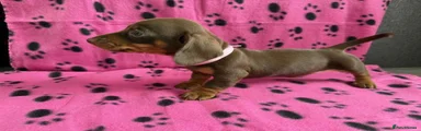 Miniature Dachshund Puppy 6