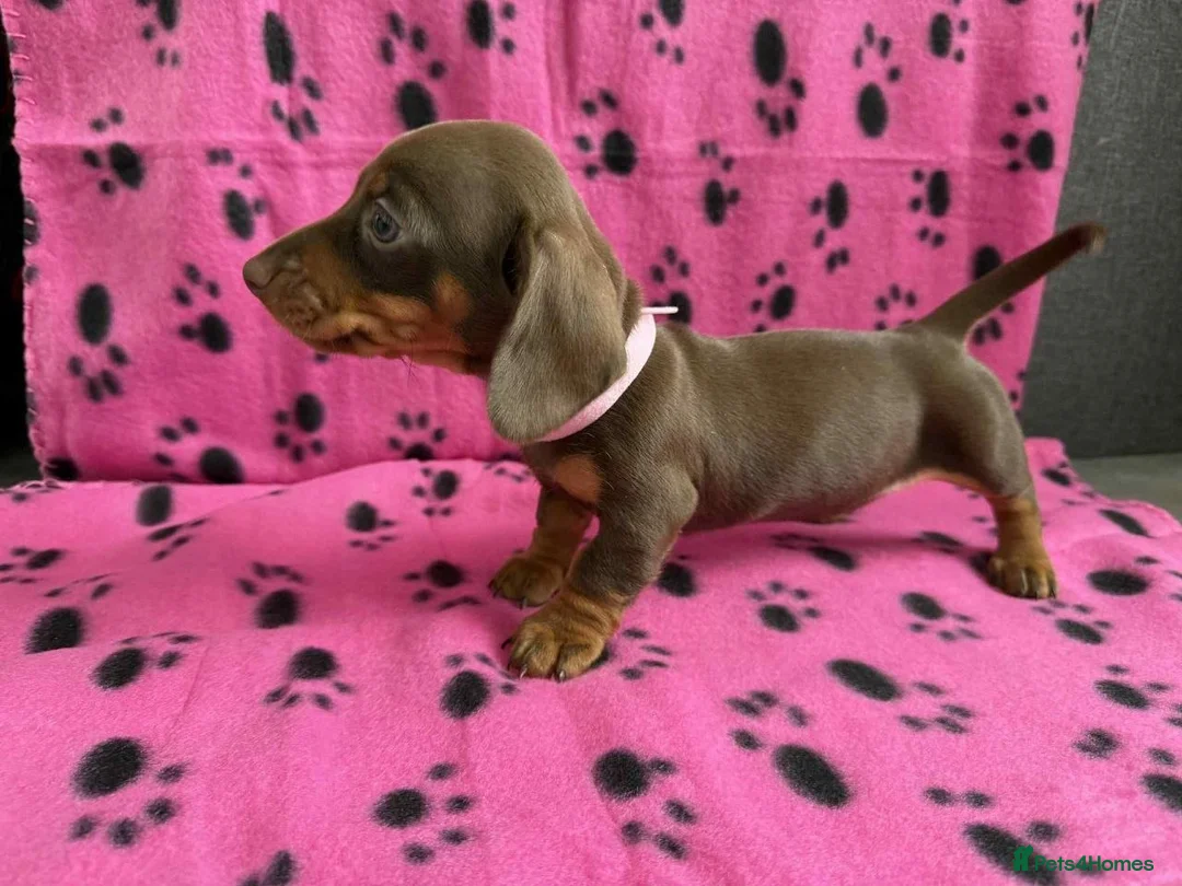 Miniature Dachshund dogs for sale: MINIATURE DACHSHUND PUPPIES FOR SALE in Oxford - Advert 2