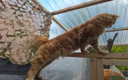 Maine Coon cats for sale: 😻😻beautiful Maine coone 👑👑😻♥️♥️ - Image 10