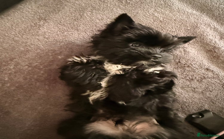 Yorkshire Terrier dogs 🐶🐶Black Yorkie  ready to rehome 🐶🐶 - Advert 2