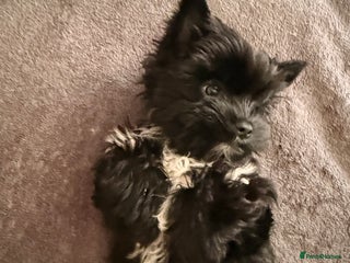 Yorkshire Terrier dogs 🐶🐶Black Yorkie ready to rehome 🐶🐶 - Advert 3