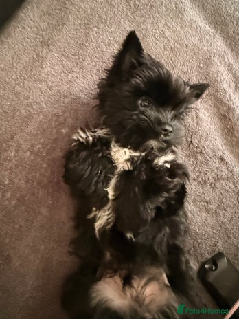 Yorkshire Terrier dogs 🐶🐶Black Yorkie ready to rehome 🐶🐶 - Advert 2