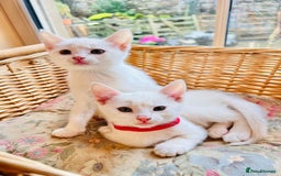Mixed Breed cats for sale: *READY NOW* 3 Beautiful White Kittens - Image 17