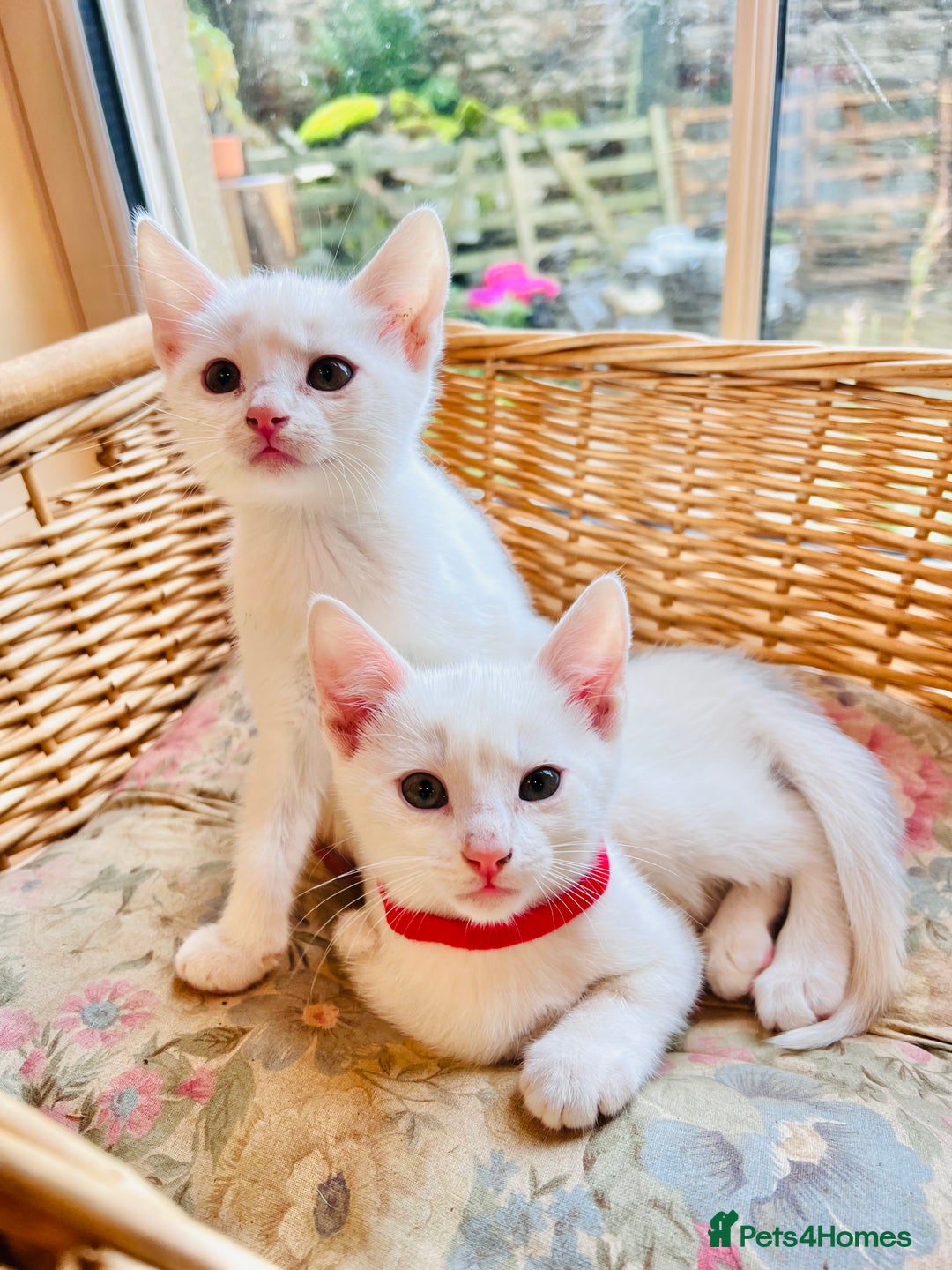 Mixed Breed cats for sale: *READY NOW* 3 Beautiful White Kittens - Image 17