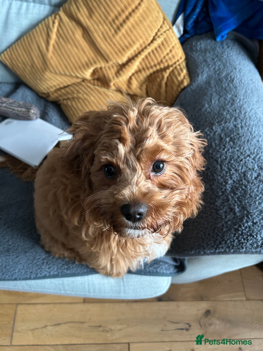 Cavapoo dogs for sale: Rehoming a Cavapoo boy 5 months old - Advert 2