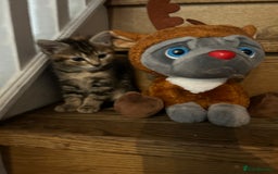 Mixed Breed cats for sale: Kittens lovely kittens  - Advert 4