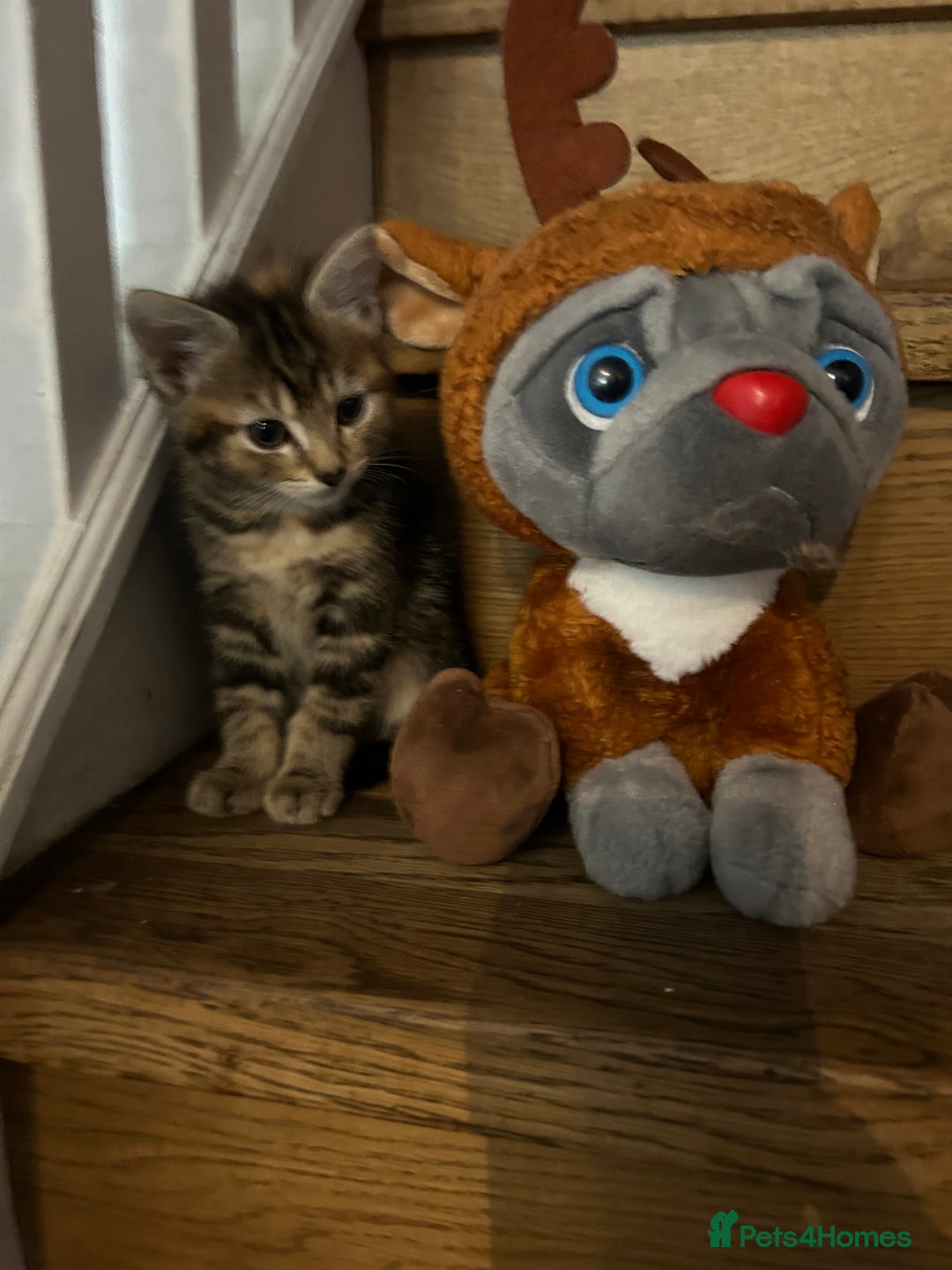 Mixed Breed cats for sale: Kittens lovely kittens  - Advert 4