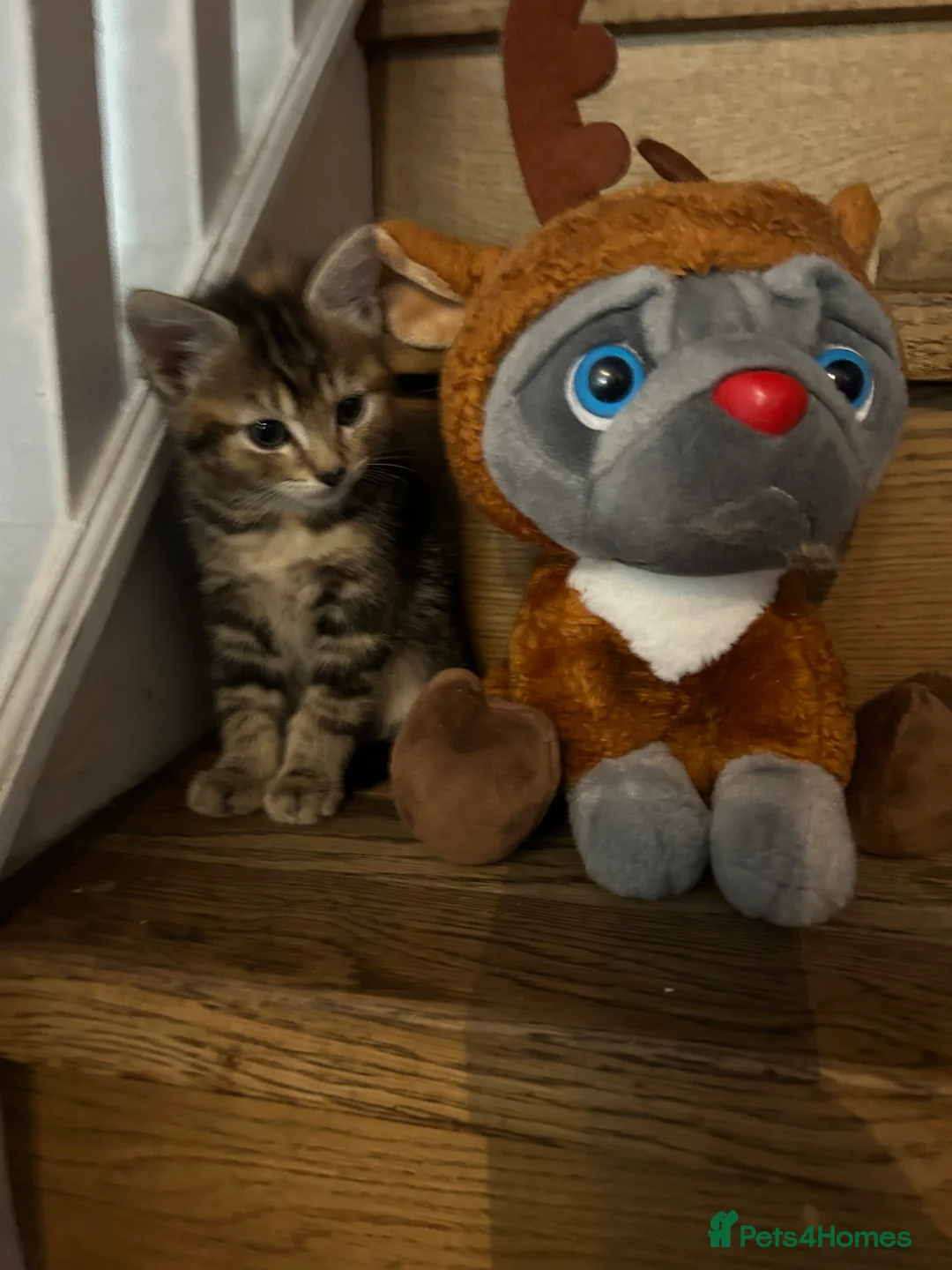 Mixed Breed cats for sale: 8 weeks old Kittens lovely kittens  - Advert 5