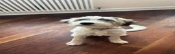 Mixed Breed dogs for adoption: RAYNA - Advert 1