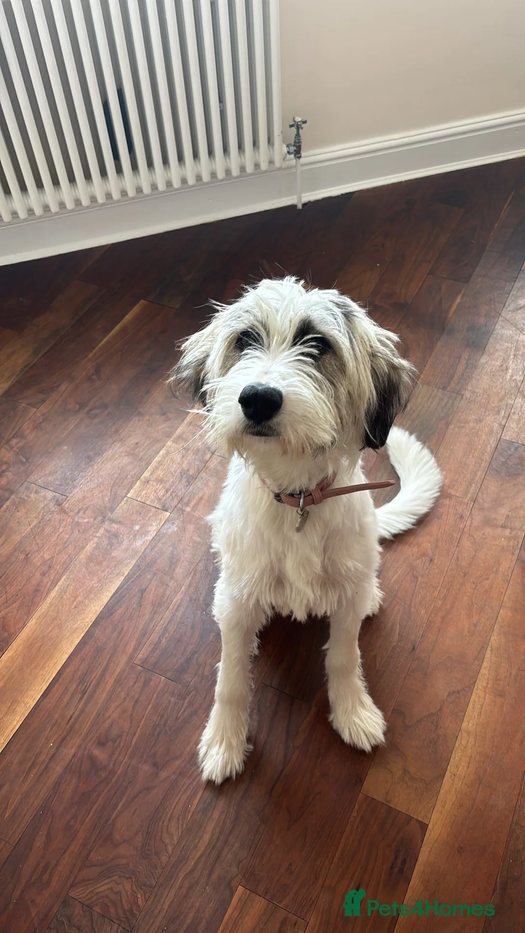 Mixed Breed dogs for adoption: RAYNA - Advert 1