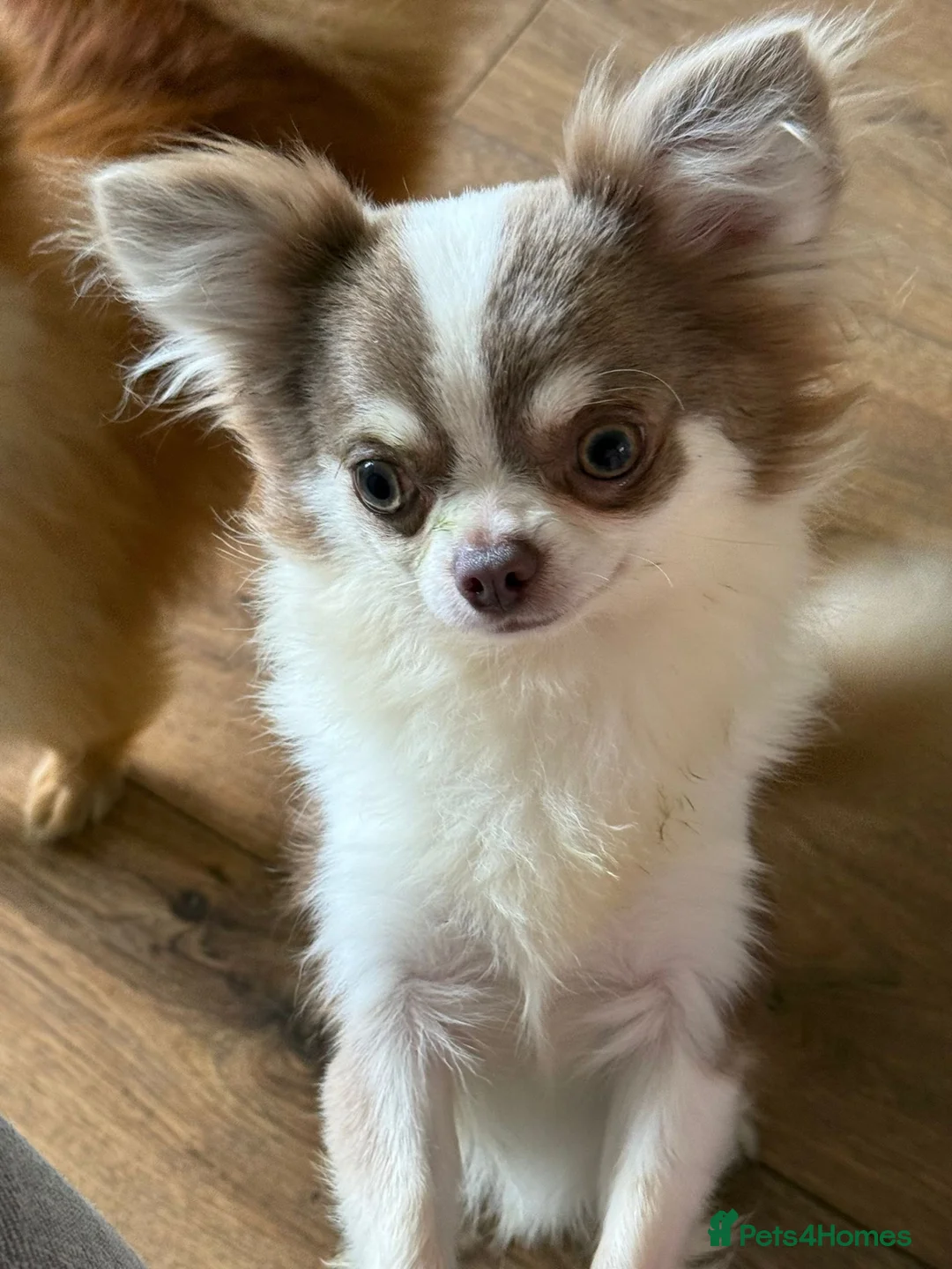 Chihuahua dogs for sale: Gorgeous lilac puppies  - Advert 10