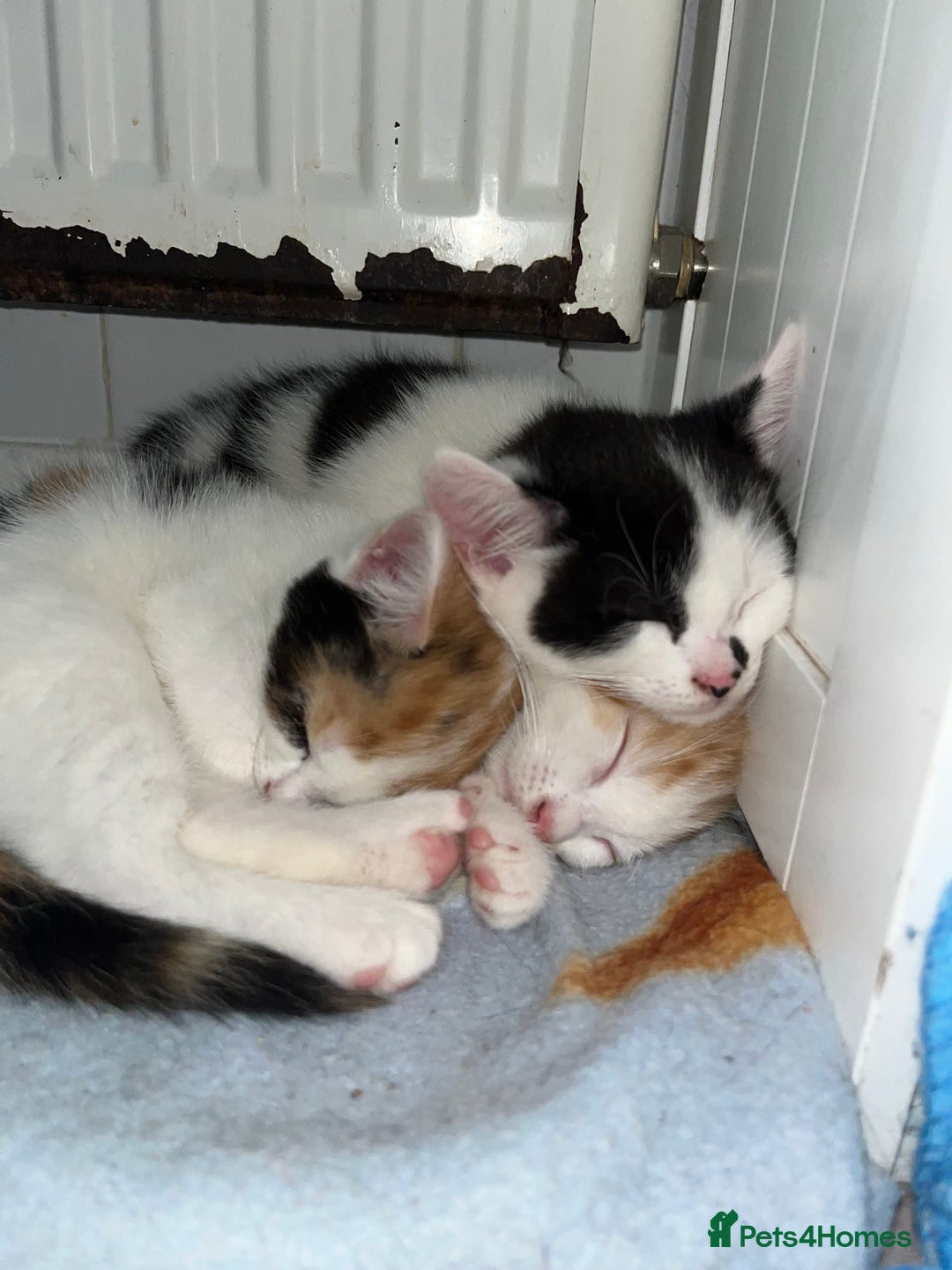 Mixed Breed cats for sale: 4 beautiful kittens 😻 - Advert 7