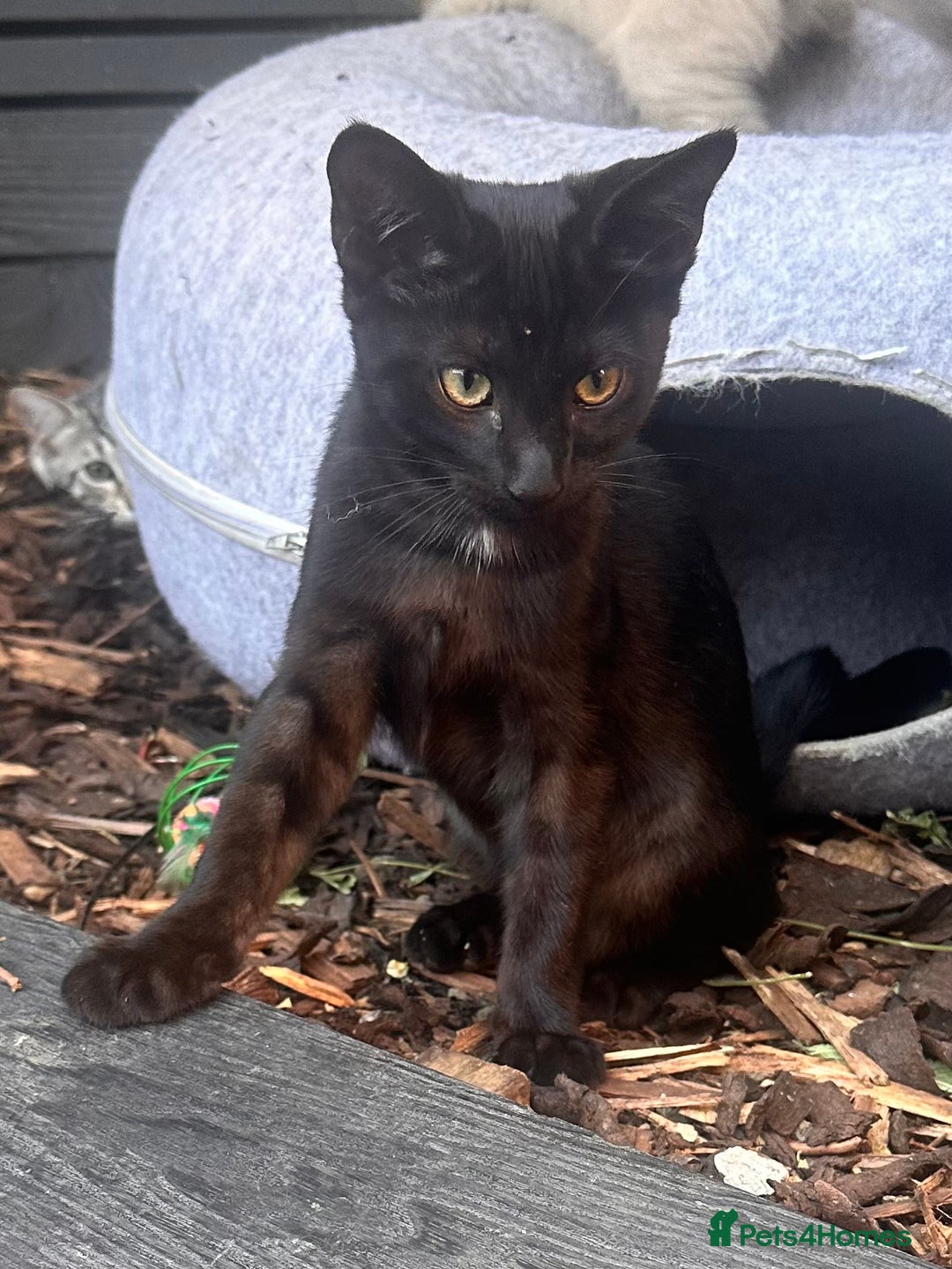 Savannah cats for sale: African bloodline, savanna kittens - Image 14