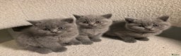 Brazilian Shorthair cats for sale: British Short Hair Kittens Available  - Advert 6