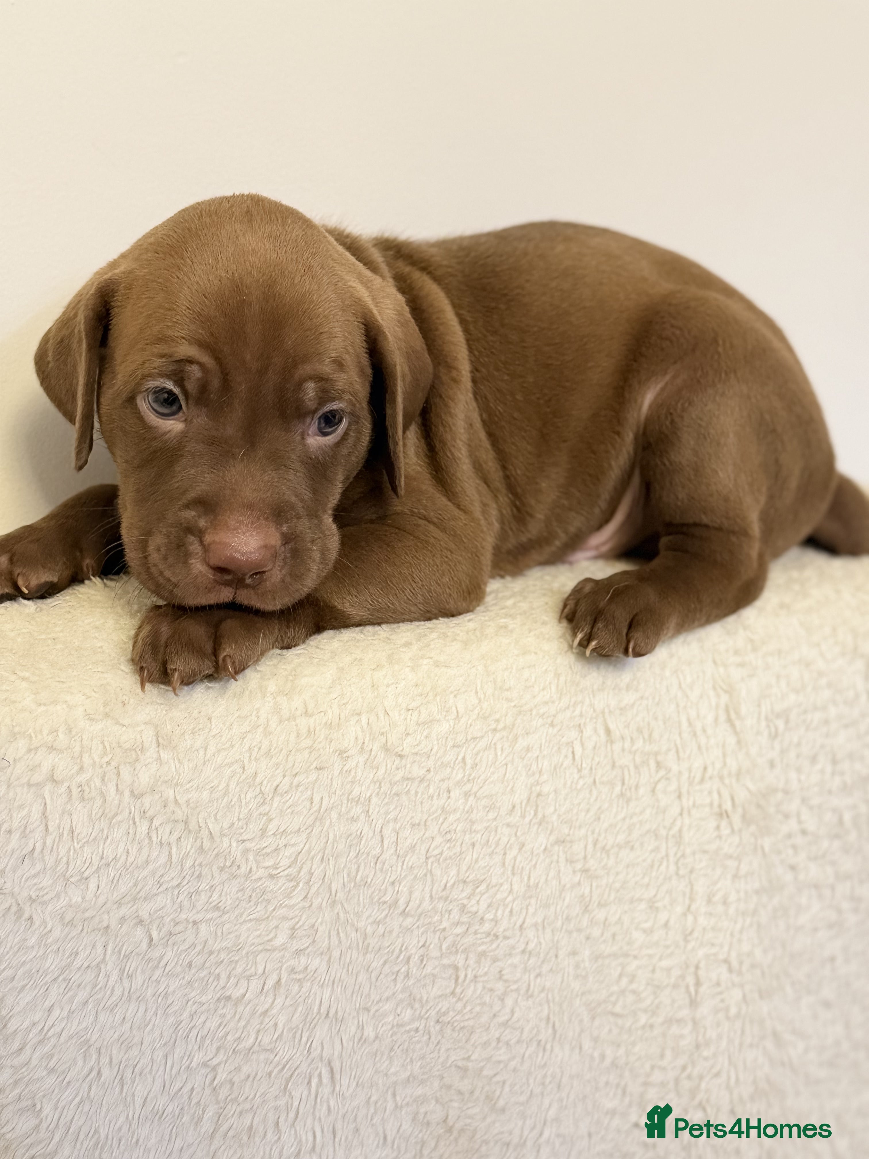 Mixed Breed dogs Beautiful Staffy/Viszla Puppies for Loving Homes - Advert 2