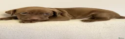 Mixed Breed dogs for sale: Beautiful Staffy/Viszla Puppies for Loving Homes - Advert 23