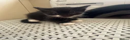 Mixed Breed cats for sale: Kittens  - Advert 5