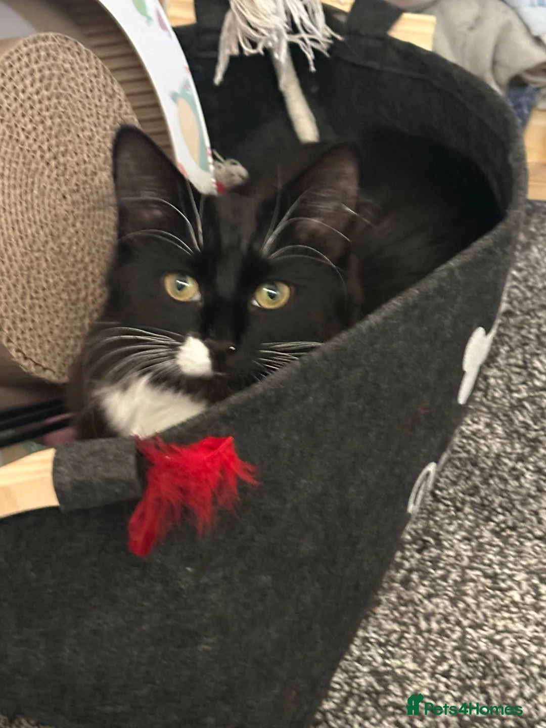 British Longhair cats for sale: 8 months kitten  in Alexandria - Advert 5