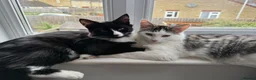 Mixed Breed cats for sale: Ginny looks for rehome in Sturminster Newton - Advert 5