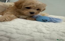 Maltipoo dogs for sale: 7 stunning f1 Maltipoo's. Fully DNA & Heath clear - Image 8