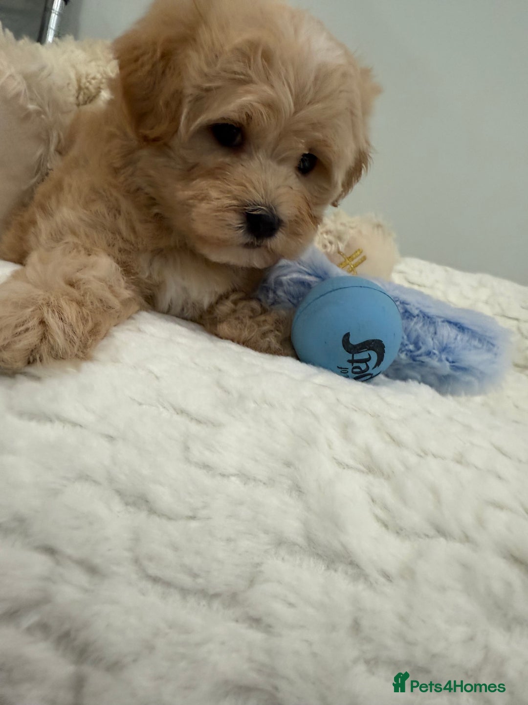 Maltipoo dogs for sale: 7 stunning f1 Maltipoo's. Fully DNA & Heath clear - Image 8