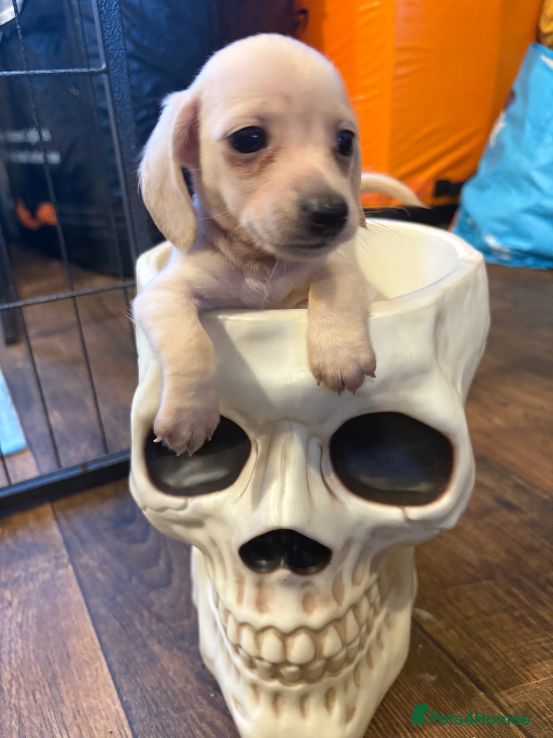 Miniature Dachshund dogs for sale: Cream miniature dachshunds  - Advert 14