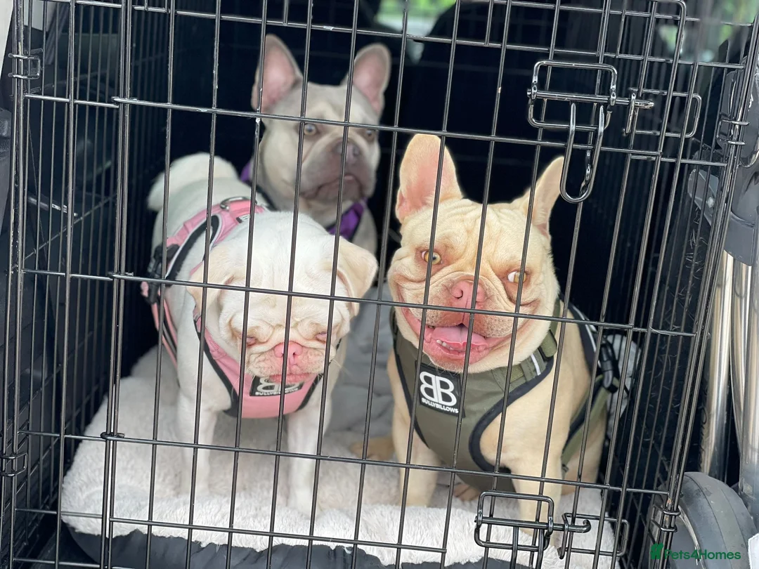 French Bulldog dogs for stud: Full new shade Isabella stud ( now available ) in Hastings - Advert 3