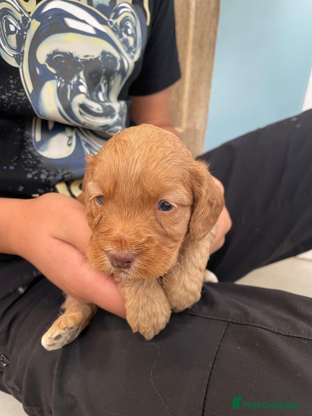 Cockapoo dogs for sale: Cockatoo puppies for sale - Image 6
